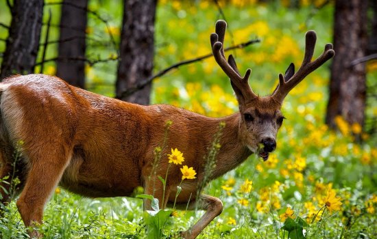 Western USA Great National Parks